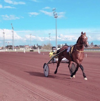 assistance-medicale-hipporome Course hippique